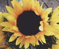 Beautiful sunflower