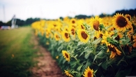 Field of sunflowers
