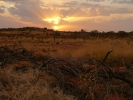 Desert sun