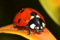 Ladybug macro