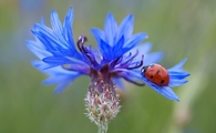 Ladybug on cornflower
