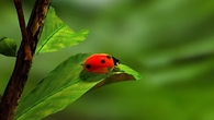 Lone ladybug