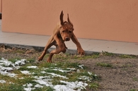 Running dog