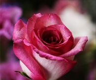 Budding rose