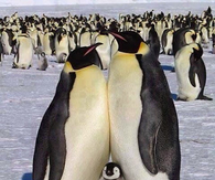 Penguin family