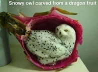 Snowy owl carved from dragon fruit