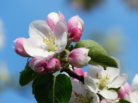 Macro blossoms