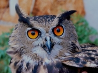 owl eyes