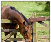 Horse and Dog