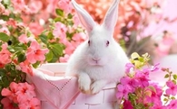 Cute Bunny