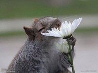 Squirrel smelling a flower