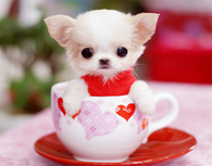 Miniature Dog