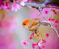 Little Bird in Spring