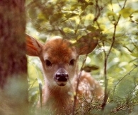 Deer Peeking Through Trees