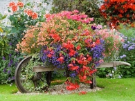 Wheel Barrow Planter