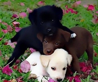 Three Lab Puppies