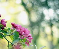 Buds of spring