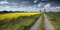 The path 