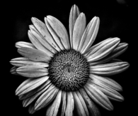 Black and white daisy