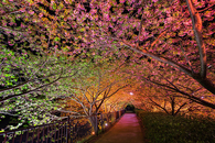 Trees of light