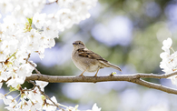 Spring bird