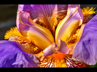 Gold and purple flower