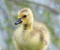 Duckling