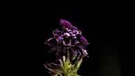 Blooming Flower