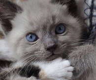 Sweet Baby Kitten