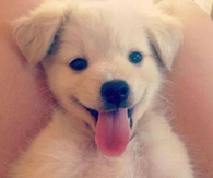 Happy Puppy