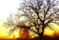 Misty sunrise