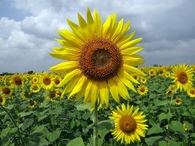Sunflowers 