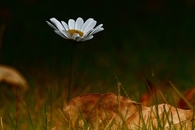 Single flower