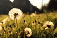 Dandelions