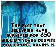 Great news for stupid people