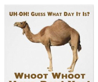 hump day camel