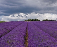 Sea of Lavender