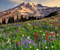Paradise at Mount Rainier