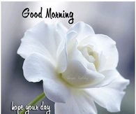 Good Morning