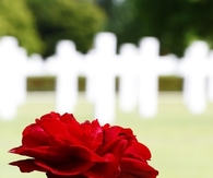 A rose among the dead