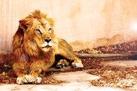 Captive king