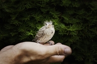Baby Cardinal