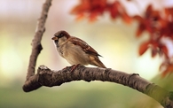 The Sparrow