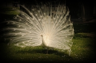 White peacock