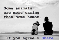 Some animals