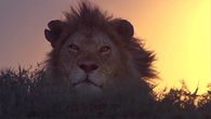King of the Wild