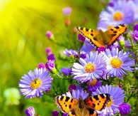 Spring Flowers