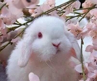 Bunny & Blossoms