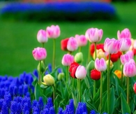 Spring Tulips