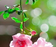 Pretty Pink Roses